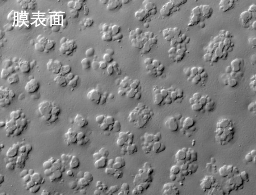 ���������ս��ʽĤ�羵��Ƭ